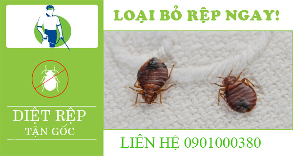 Liên hệ dịch vụ diệt rệp giường tận gốc