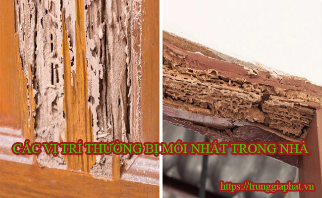 Các vị trí thường bị mối nhất trong nhà ở