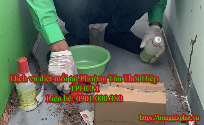 Dịch vụ diệt mối tại phường Tân Thới Hiệp TPHCM uy tín.