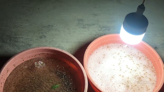 Tác Hại Của Việc Diệt Mối Dân Gian Đối Với Đời Sống Hiện Nay