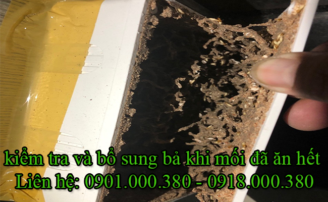 Kiểm tra và bổ sung bả diệt mối sinh học khi mối đã ăn hết bả