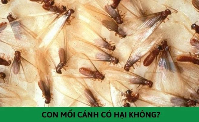 Mối cánh và cách diệt mối cánh tận gốc. Mối cánh và cách diệt mối cánh tận gốc.