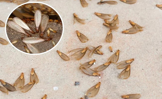 Mối cánh và cách diệt mối cánh tận gốc. Mối cánh và cách diệt mối cánh tận gốc.