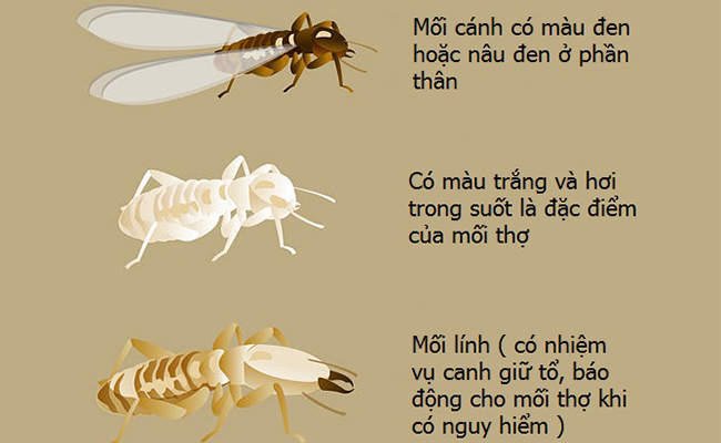 Mối cánh và cách diệt mối cánh tận gốc. Mối cánh và cách diệt mối cánh tận gốc.