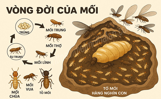 Mối cánh và cách diệt mối cánh tận gốc. Mối cánh và cách diệt mối cánh tận gốc.