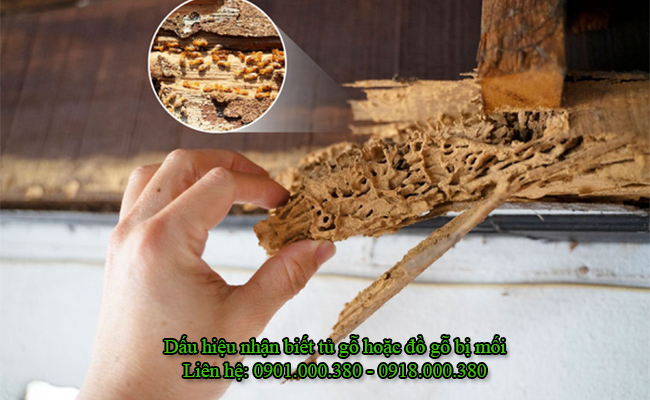 Dấu hiệu nhận biết tủ gỗ đang bị mối. Dấu hiệu nhận biết tủ gỗ đang bị mối.