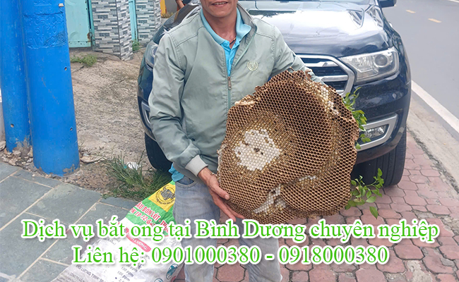 Dịch vụ bắt ong tại Bình Dương chuyên nghiệp.