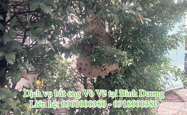 Dịch vụ bất ong Vò Vẽ tại Bình Dương