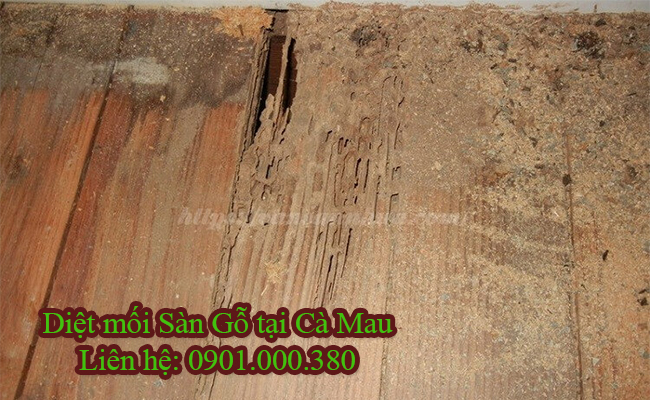 Dịch vụ diệt mối Sàn Gỗ tại Cà Mau chuyên nghiệp. Dịch vụ diệt mối Sàn Gỗ tại Cà Mau chuyên nghiệp.